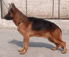 GERMAN SHEPHERD LONG COAT