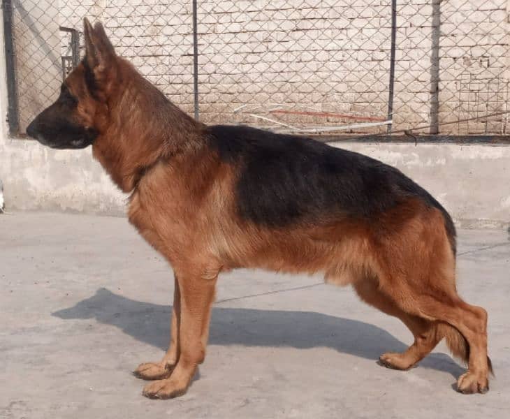 GERMAN SHEPHERD LONG COAT 0