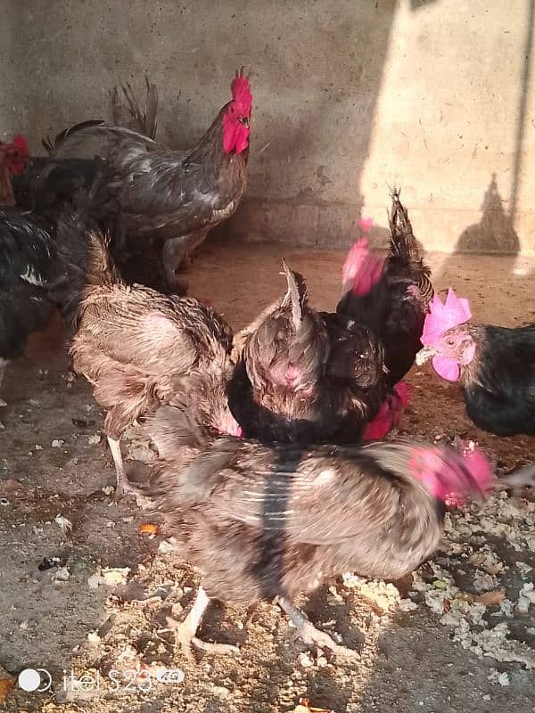 10 x egg laying hens plus 2x male for sale 0