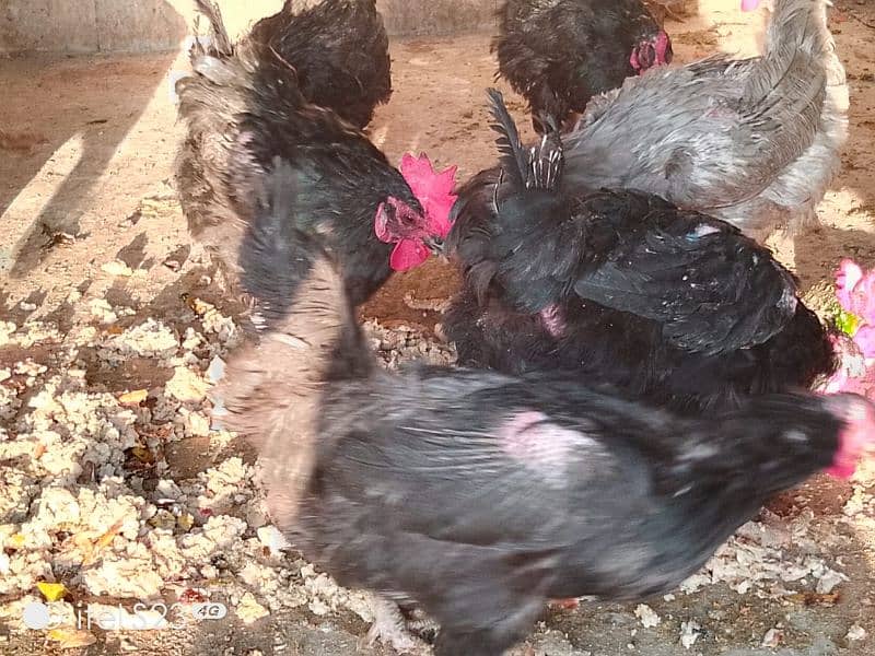 10 x egg laying hens plus 2x male for sale 1