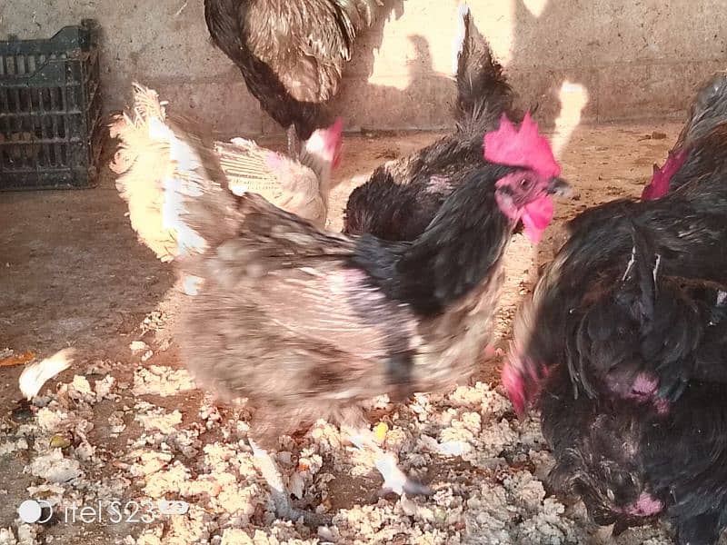 10 x egg laying hens plus 2x male for sale 2