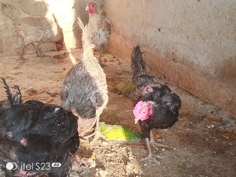 10 x egg laying hens plus 2x male for sale 4