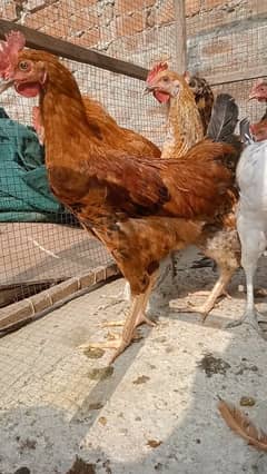 Home Bird dasi morgy 03137576762