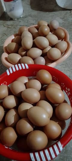 desi eggs available hain whats app number 03091416118