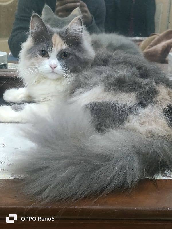 Pure Persian Breed female Cat (Multi Color) 0