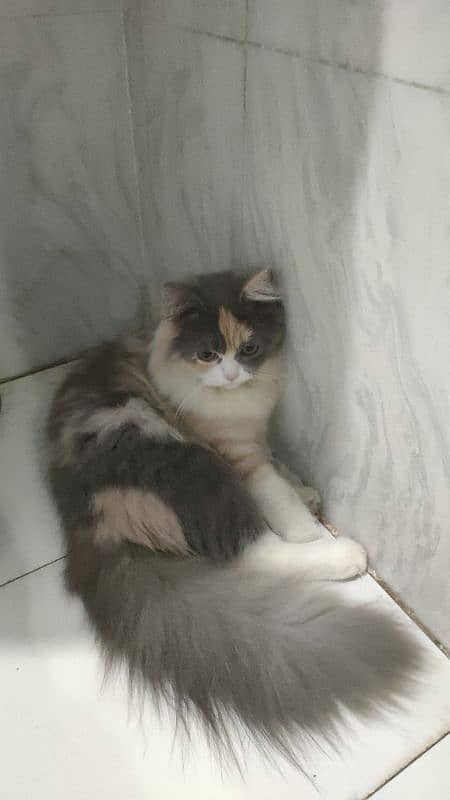 Pure Persian Breed female Cat (Multi Color) 1