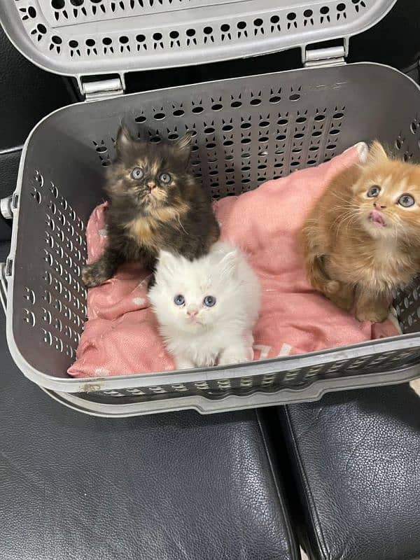 Beautiful kittens Available 5