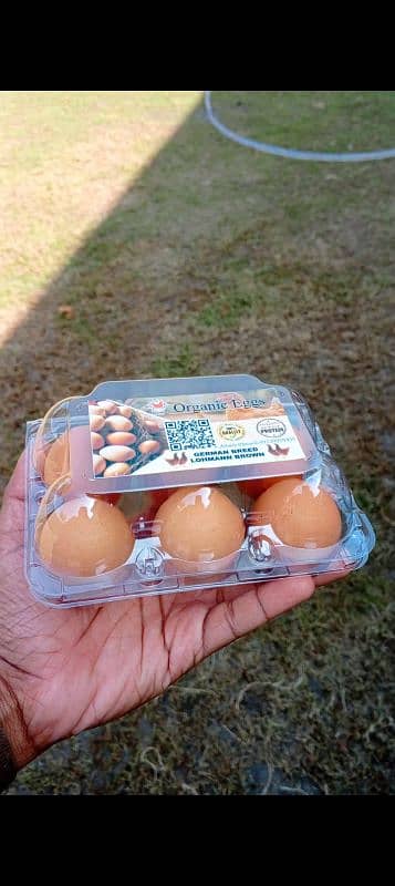 Lohmann Brown Eggs 1