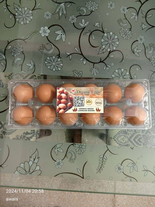 Lohmann Brown Eggs 4