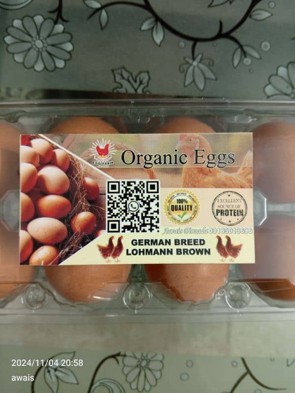 Lohmann Brown Eggs 5