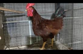 rir Rhode island red rooster male desi murga