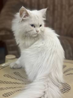 persian cat