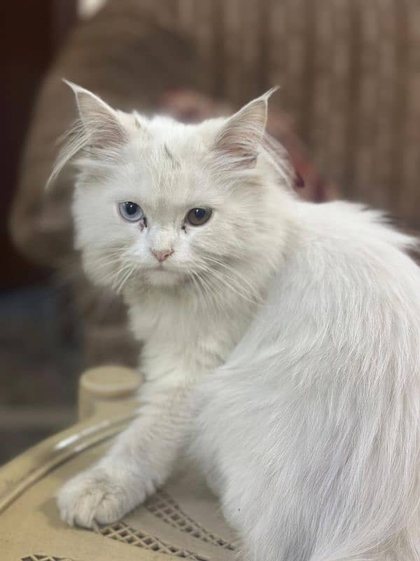 persian cat 2