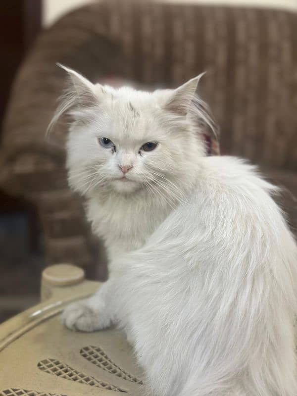 persian cat 3