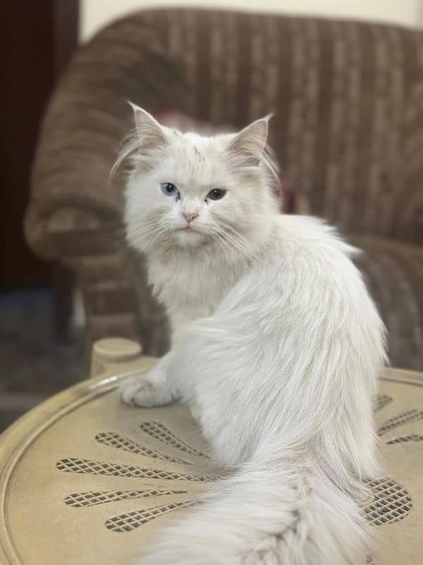 persian cat 4