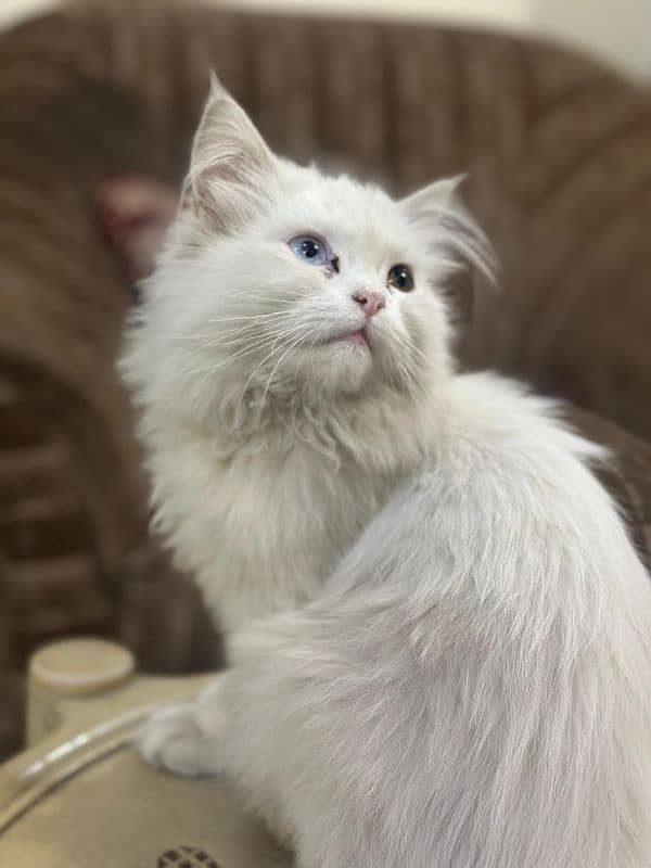 persian cat 5