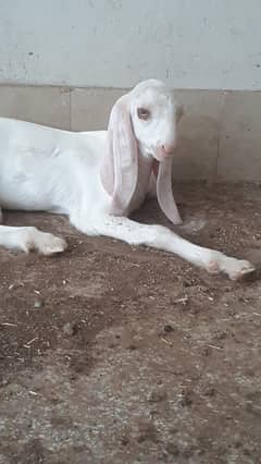 Rajanpuri female kid