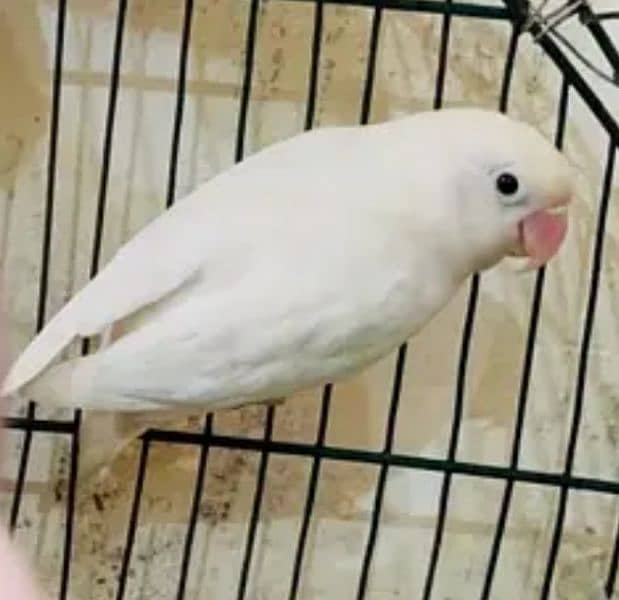 love bird albino 0