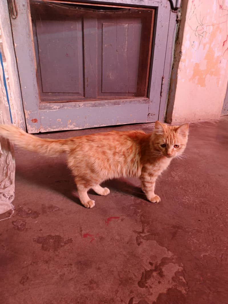 Yellow Persian Female Very PlayFul Friendly 2