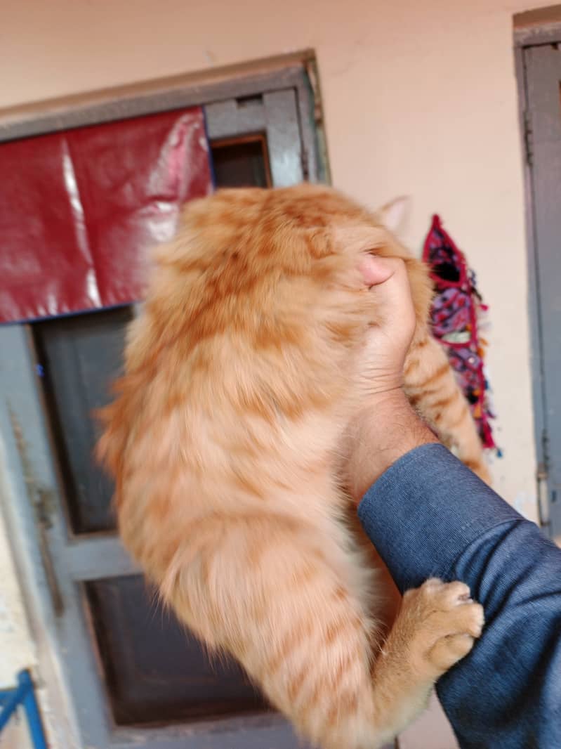 Yellow Persian Female Very PlayFul Friendly 4