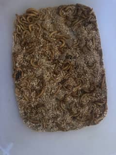 mealworms available all satages