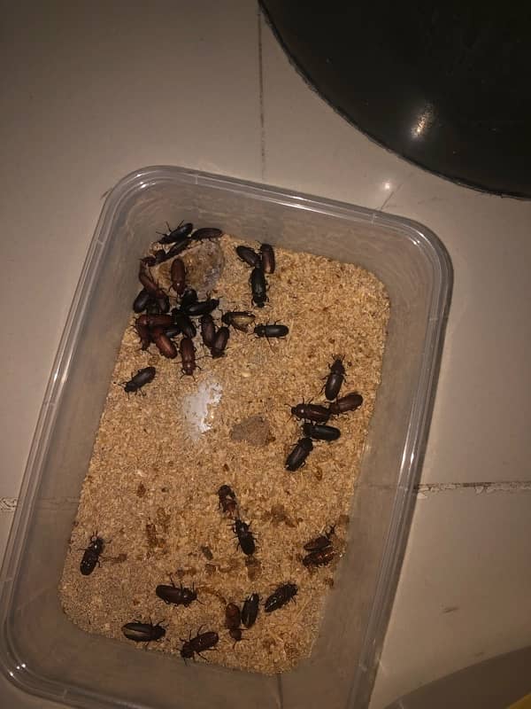 mealworms available all satages 1