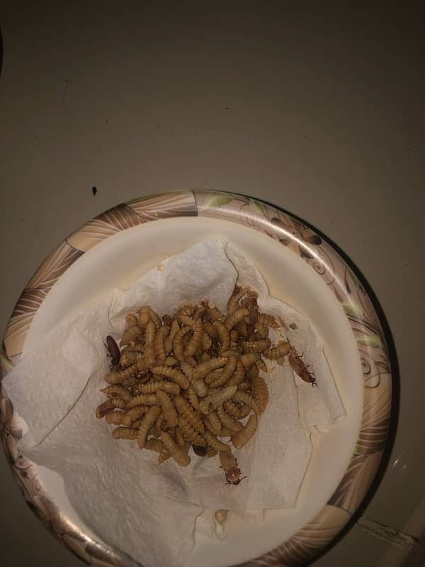 mealworms available all satages 2