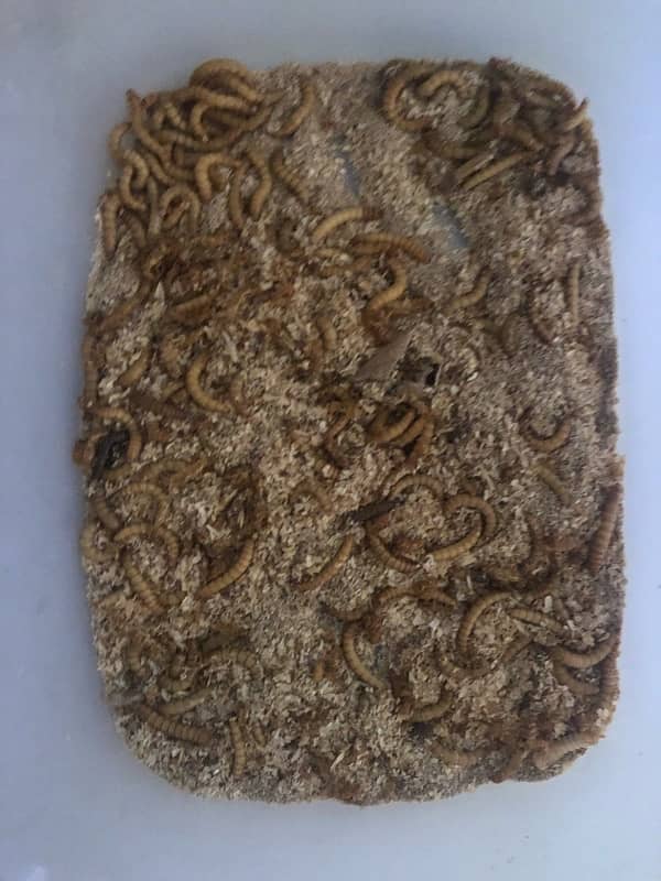 mealworms available all satages 3