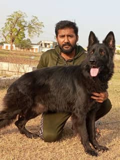 German shepherd long coat black Male confirm stud available Pink pedi