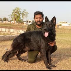 Pedigree black German shepherd female available for sale