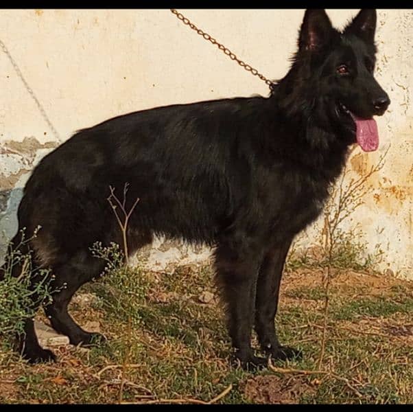 Pedigree black German shepherd male available for sale 2