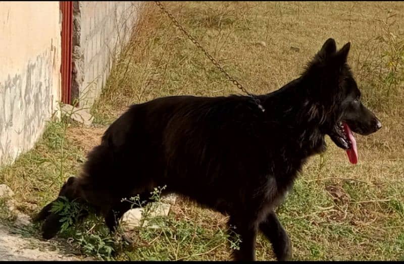 Pedigree black German shepherd male available for sale 4