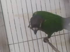 green cheek conure