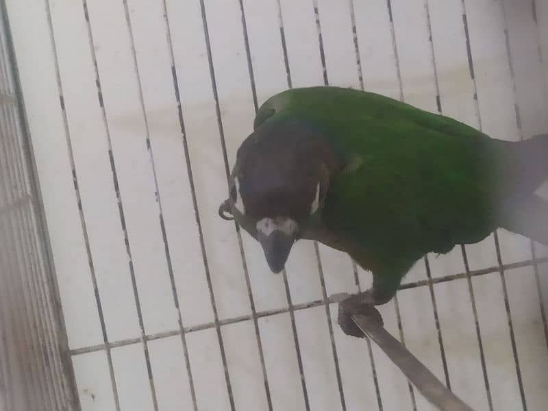 green cheek conure 0