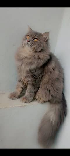 Stud male available for matting only in Lahore