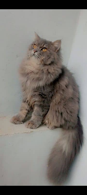 Stud male available for matting only in Lahore 0