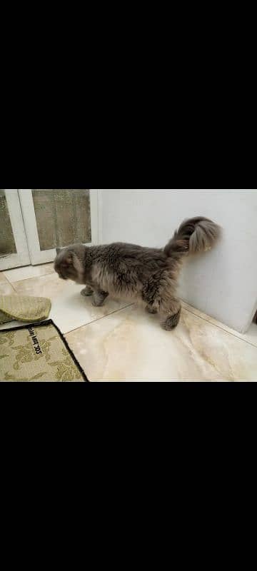 Stud male available for matting only in Lahore 2