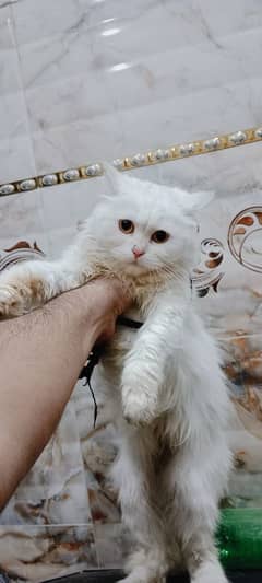 Persian female cat