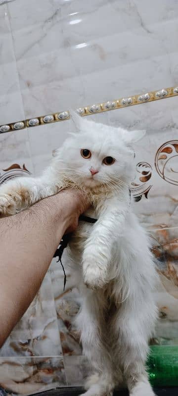 Persian female cat 0