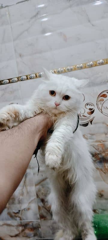 Persian female cat 1