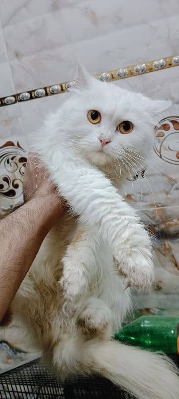 Persian female cat 3