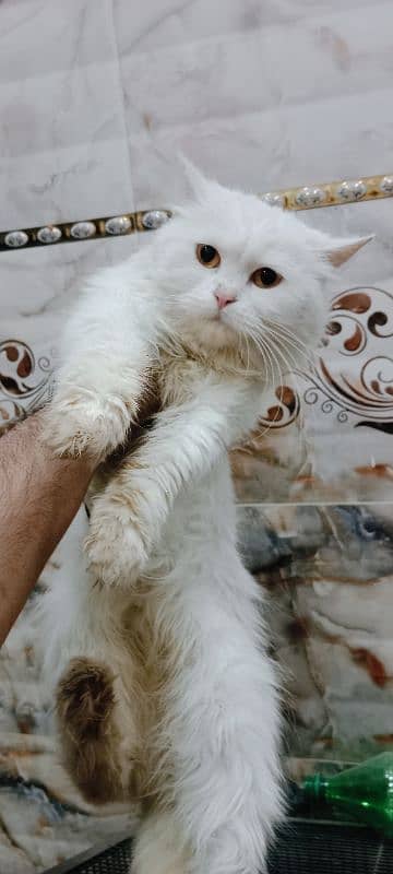 Persian female cat 5