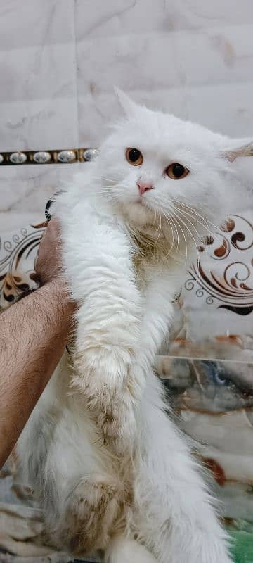 Persian female cat 6