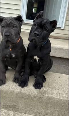 Cane corso pedigree imported both are available for sale