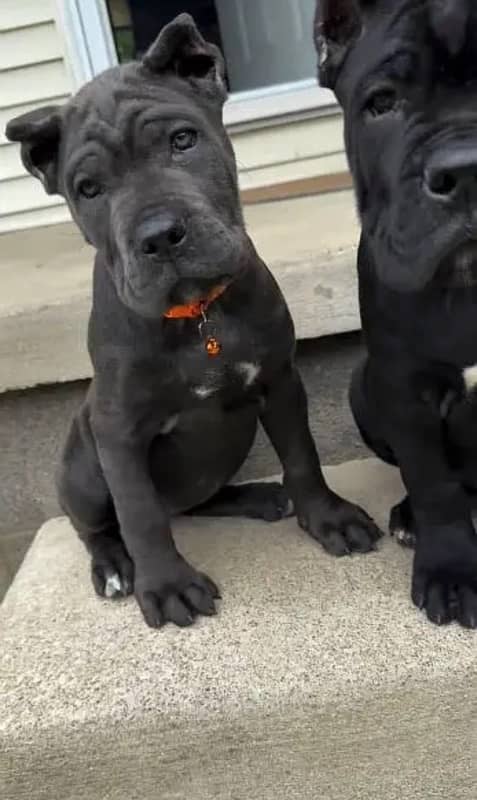 Cane corso pedigree imported both are available for sale 1