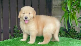 golden retriever American original puppies available for sale pedigree