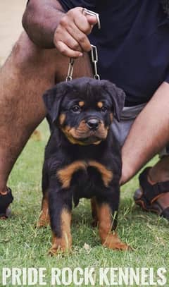 Rottweiler pedigree microchipped puppies available for sale