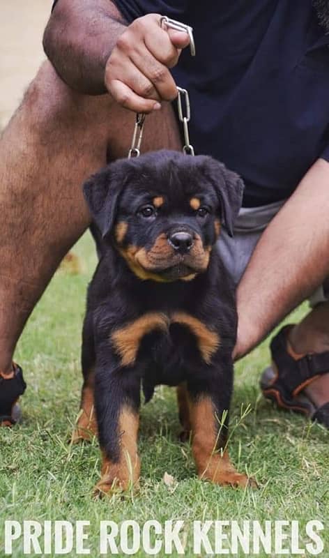 Rottweiler pedigree microchipped puppies available for sale 0