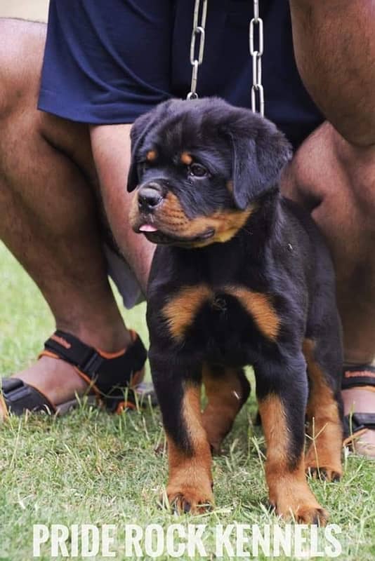 Rottweiler pedigree microchipped puppies available for sale 1