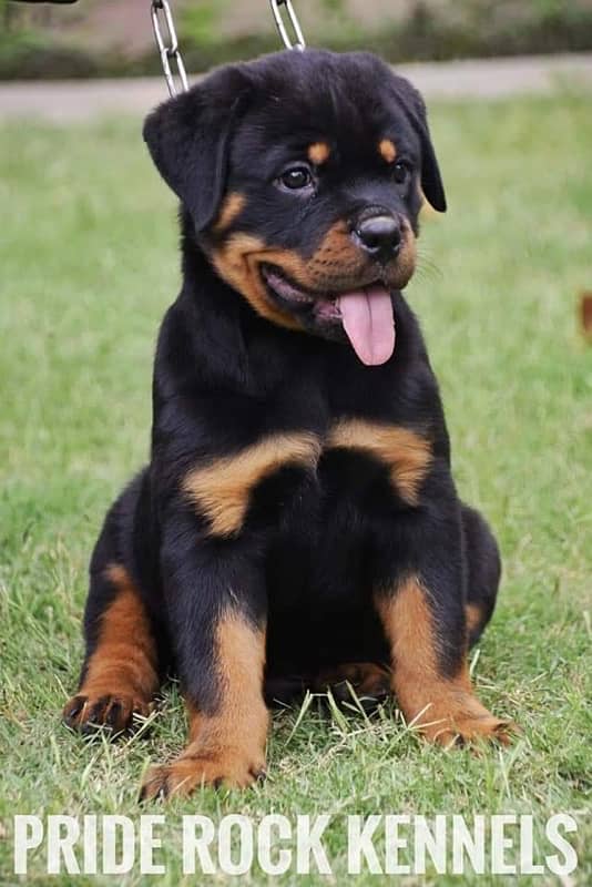 Rottweiler pedigree microchipped puppies available for sale 2